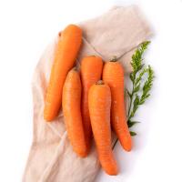 Морковка сжатый